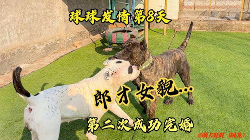 马鸡配结婚吉日2019:马鸡配结婚吉日2019,喜结良缘,天作之合 马鸡配结婚吉日2019:马鸡配结婚吉日2019,喜结良缘,天作之合