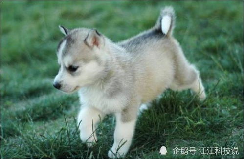 94年的狗今年婚姻状况如何：1994年出生的狗狗现状调查，寿命、繁殖与婚姻状态全解析