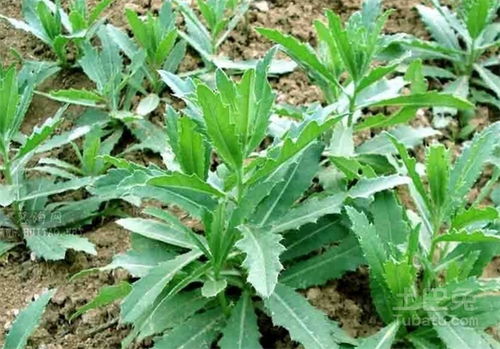 冬凌草片功能与主治:冬凌草片,功能与主治全解析,助您了解这一传统中成药的功效 冬凌草片功能与主治:冬凌草片,功能与主治全解析,助您了解这一传统中成药的功效