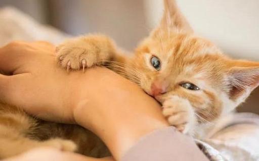 梦见被猫咬手出血了是什么意思:梦见被猫咬手出血了是什么意思?解密梦境背后的隐藏信息 梦见被猫咬手出血了是什么意思:梦见被猫咬手出血了是什么意思?解密梦境背后的隐藏信息