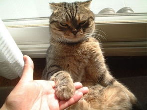 梦见被猫咬手出血了是什么意思:梦见被猫咬手出血了是什么意思?解密梦境背后的隐藏信息 梦见被猫咬手出血了是什么意思:梦见被猫咬手出血了是什么意思?解密梦境背后的隐藏信息