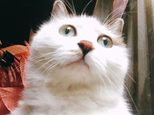 梦见被猫咬手出血了是什么意思:梦见被猫咬手出血了是什么意思?解密梦境背后的隐藏信息 梦见被猫咬手出血了是什么意思:梦见被猫咬手出血了是什么意思?解密梦境背后的隐藏信息