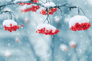 做梦梦见下雪了好不好:做梦梦见下雪了好不好?解析梦境中的雪与你的潜意识 做梦梦见下雪了好不好:做梦梦见下雪了好不好?解析梦境中的雪与你的潜意识