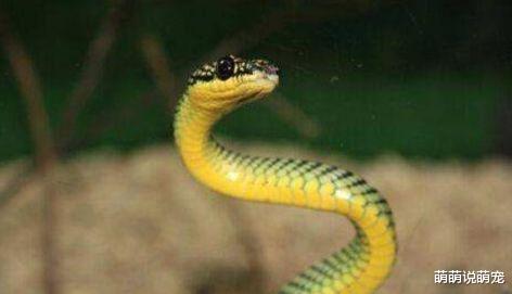 男人梦见一窝蛇大小都有:男人梦见一窝蛇大小都有,潜意识中的警示与启示 男人梦见一窝蛇大小都有:男人梦见一窝蛇大小都有,潜意识中的警示与启示