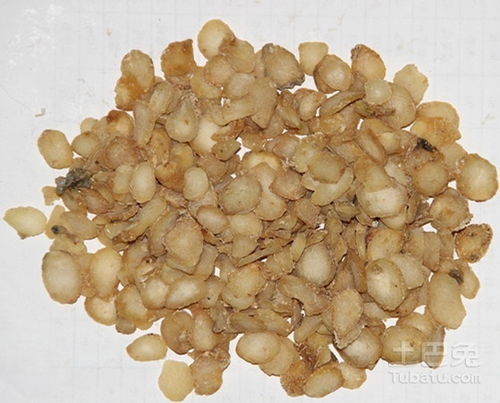 土茯苓的功效与作用及禁忌:土茯苓的功效与作用及禁忌,全面解析与健康指南 土茯苓的功效与作用及禁忌:土茯苓的功效与作用及禁忌,全面解析与健康指南