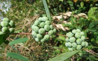 土茯苓的功效与作用及禁忌:土茯苓的功效与作用及禁忌,全面解析与健康指南 土茯苓的功效与作用及禁忌:土茯苓的功效与作用及禁忌,全面解析与健康指南