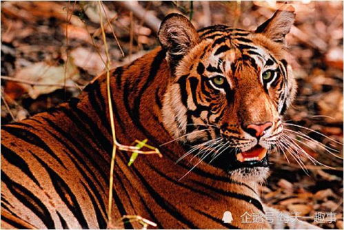 1968年是什么命:1968年是什么命,属虎人的宿命密码与人生启示 1968年是什么命:1968年是什么命,属虎人的宿命密码与人生启示