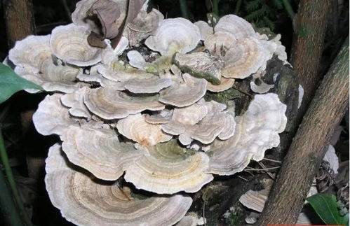 真正野生灵芝图片:如何通过图片识别真正野生灵芝?图鉴指南与鉴别要点 真正野生灵芝图片:如何通过图片识别真正野生灵芝?图鉴指南与鉴别要点