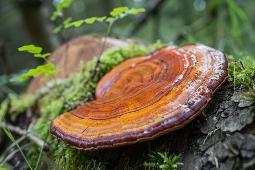 真正野生灵芝图片:如何通过图片识别真正野生灵芝?图鉴指南与鉴别要点 真正野生灵芝图片:如何通过图片识别真正野生灵芝?图鉴指南与鉴别要点