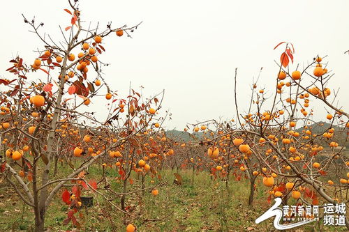 梦见柿子挂满枝头：一树金黄，挂满枝头的梦境