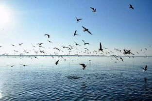 梦见鱼跳出来落到地上:解密梦境,鱼跃而起,落地成谜 梦见鱼跳出来落到地上:解密梦境,鱼跃而起,落地成谜