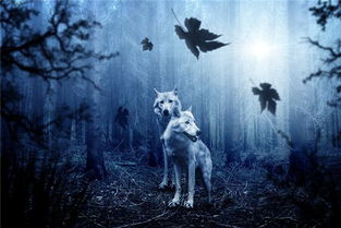 梦见被狼追得到处躲藏：梦里被狼追，我该如何逃？一场潜意识的恐惧与自我救赎