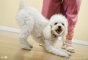 梦见狗咬住自己不松嘴:梦见狗咬住自己不松嘴,潜意识的警示与心灵疗愈之路 梦见狗咬住自己不松嘴:梦见狗咬住自己不松嘴,潜意识的警示与心灵疗愈之路