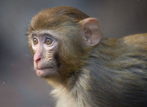 1992属猴和属鼠姻缘:1992属猴与属鼠,天生一对,还是相生相克?