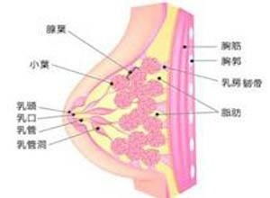 乳腺结节最怕三种运动:乳腺结节最怕三种运动,这些运动必须避免! 乳腺结节最怕三种运动:乳腺结节最怕三种运动,这些运动必须避免!