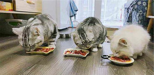 梦见老虎吃人但没吃我:未被吞噬的我,解梦老虎吃人但没吃我背后的隐喻 梦见老虎吃人但没吃我:未被吞噬的我,解梦老虎吃人但没吃我背后的隐喻