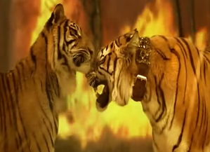 梦见老虎追别人:梦中的老虎追逐,解密潜意识的警示与隐喻 梦见老虎追别人:梦中的老虎追逐,解密潜意识的警示与隐喻