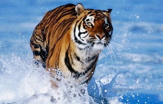 梦见老虎追别人:梦中的老虎追逐,解密潜意识的警示与隐喻 梦见老虎追别人:梦中的老虎追逐,解密潜意识的警示与隐喻