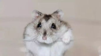 1972年属鼠结婚吉日:1972年属鼠结婚吉日,传统择日指南与黄历推荐