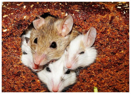 1972年属鼠结婚吉日：1972年属鼠结婚吉日，传统择日指南与黄历推荐