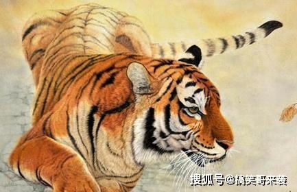 虎宝宝旺哪些生肖父母:虎宝宝福泽深厚!这6大生肖父母必得运势加成,家宅昌隆人丁兴旺 虎宝宝旺哪些生肖父母:虎宝宝福泽深厚!这6大生肖父母必得运势加成,家宅昌隆人丁兴旺