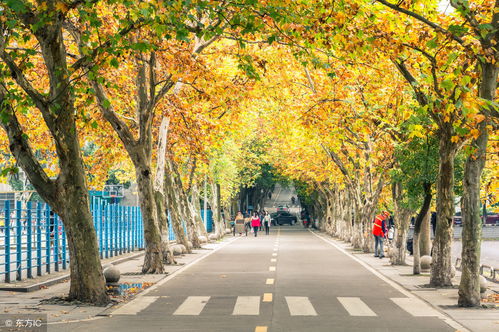 中南大学是985还是211（西南大学是985还是211）