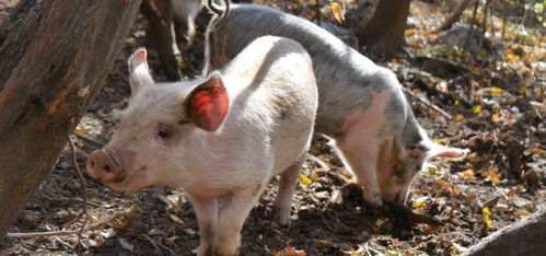 男人梦见猪是什么预兆:梦里见猪,好运还是迷途?男人梦见猪的玄机解析 男人梦见猪是什么预兆:梦里见猪,好运还是迷途?男人梦见猪的玄机解析