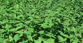 什么样的人不宜吃冬凌草:冬凌草虽好,但这些人不宜随意食用