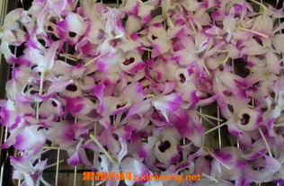 石斛花的功效与作用吃法:石斛花的功效与作用及吃法 石斛花的功效与作用吃法:石斛花的功效与作用及吃法