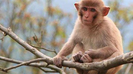 1992年属猴30岁后命运：1992年属猴30岁后命运解析，抓住机遇，迎接人生新篇章