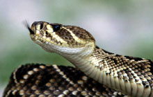 女人梦见蛇怀孕预兆是什么:梦蛇孕兆,解密古老预言与现代启示 女人梦见蛇怀孕预兆是什么:梦蛇孕兆,解密古老预言与现代启示