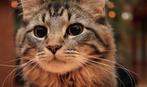 猫和姻缘有啥关系吗:揭秘,猫与姻缘的神秘联系! 猫和姻缘有啥关系吗:揭秘,猫与姻缘的神秘联系!