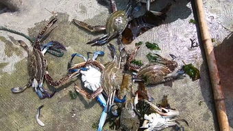 女人梦见自己用手抓鱼:解梦,女人梦见抓鱼—潜藏的机遇与自我觉醒的隐喻 女人梦见自己用手抓鱼:解梦,女人梦见抓鱼—潜藏的机遇与自我觉醒的隐喻