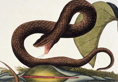 男人梦见蛇:男人梦见蛇,潜藏的启示与科学解读 男人梦见蛇:男人梦见蛇,潜藏的启示与科学解读