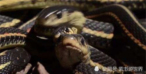 男人梦见蛇:男人梦见蛇,潜藏的启示与科学解读 男人梦见蛇:男人梦见蛇,潜藏的启示与科学解读