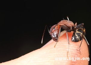 梦见蚂蚁是什么意思:解密梦境,梦见蚂蚁是什么意思? 梦见蚂蚁是什么意思:解密梦境,梦见蚂蚁是什么意思?