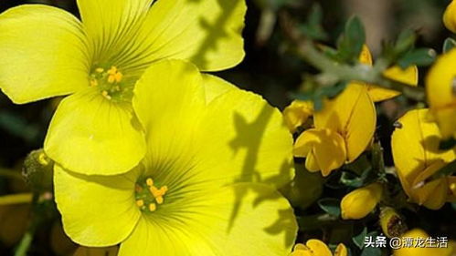 百日菊：百日菊，倔强的微笑，生命的坚韧