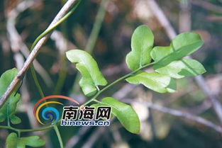 民间第一神奇草药：民间第一神奇草药，冬虫夏草的千年传奇