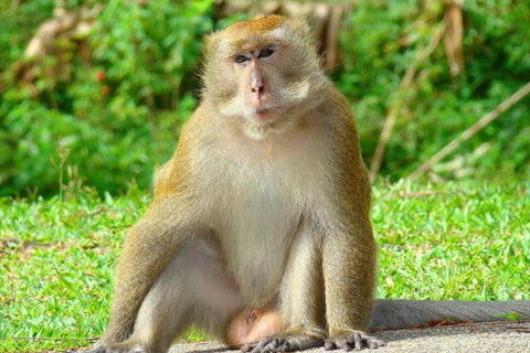 80猴43岁后几年大运：1980猴43岁后运势解析，大运转折期与人生新机遇