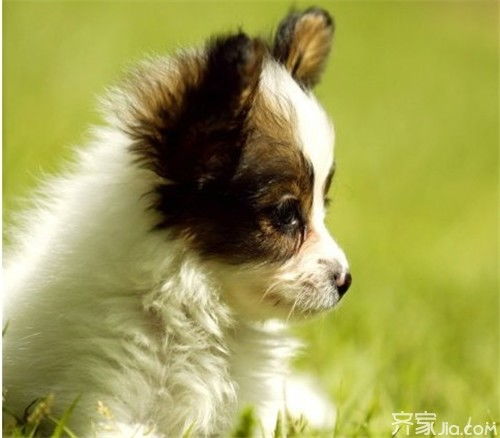 梦见自己被狗咬了是什么征兆：梦见自己被狗咬了是什么征兆？