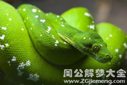 梦见有蛇进屋必出贵人：梦境启示，蛇入屋兆贵人至，吉兆解析与人生转机