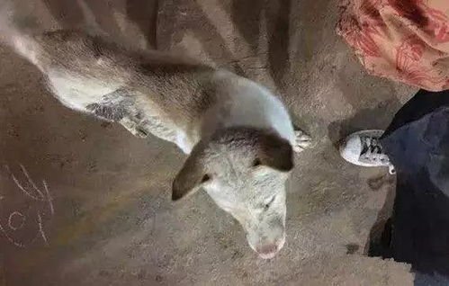 梦中看到死人了吉兆还是凶：梦中见亡者，吉兆还是凶兆？