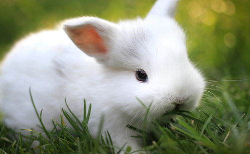 87年兔二婚最佳时间：87年属兔人二婚最佳时机，2024-2026流年运势与吉日测算指南