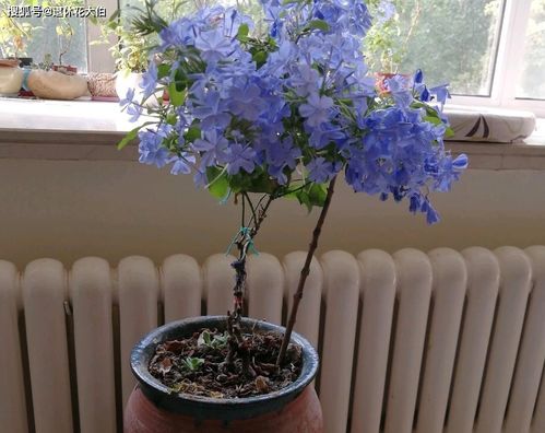 月老灵签0签求姻缘：月老灵签0签，无中生有，静待花开