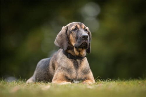 1982年属什么生肖属相：1982年出生的人属什么生肖？揭秘背后的命理玄机