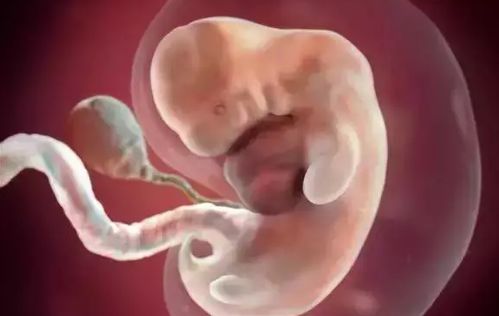 怀孕图片1到10月胎儿图：怀孕1-10月胎儿发育全图解，从受精卵到新生儿的奇妙旅程