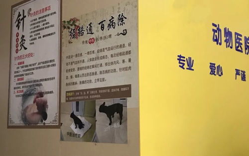 上海中医皮肤科：上海中医皮肤科，古老智慧与现代科技的完美融合