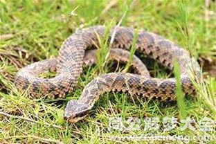 梦见好多条蛇的预示：梦里蛇成群，潜意识的警示与启示