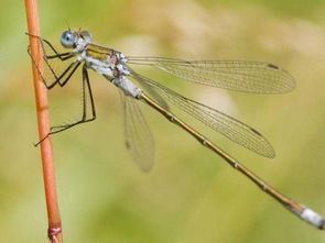 梦见蜘蛛是什么意思周公解梦：梦见蜘蛛是什么意思？周公解梦为你解析梦境奥秘