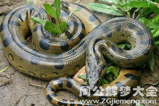 周公解梦大全查询梦到蛇：周公解梦大全，梦到蛇的十种寓意与科学解读